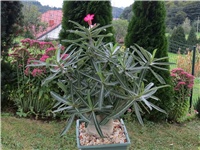 01a62251-adenium somalense nova.JPG